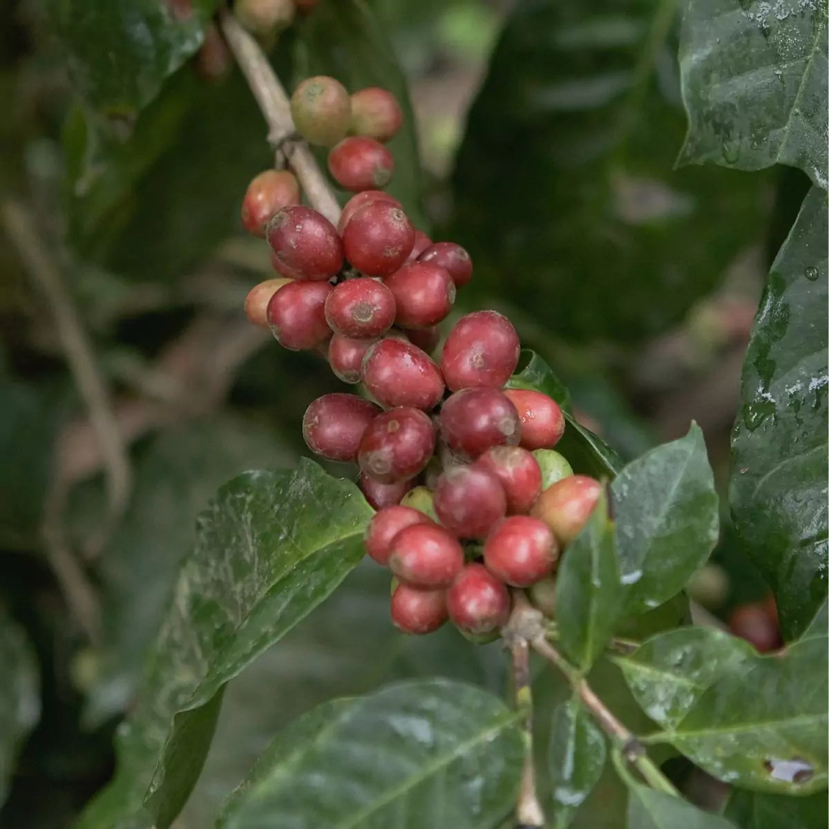 Nicaragua, Byron Corrales