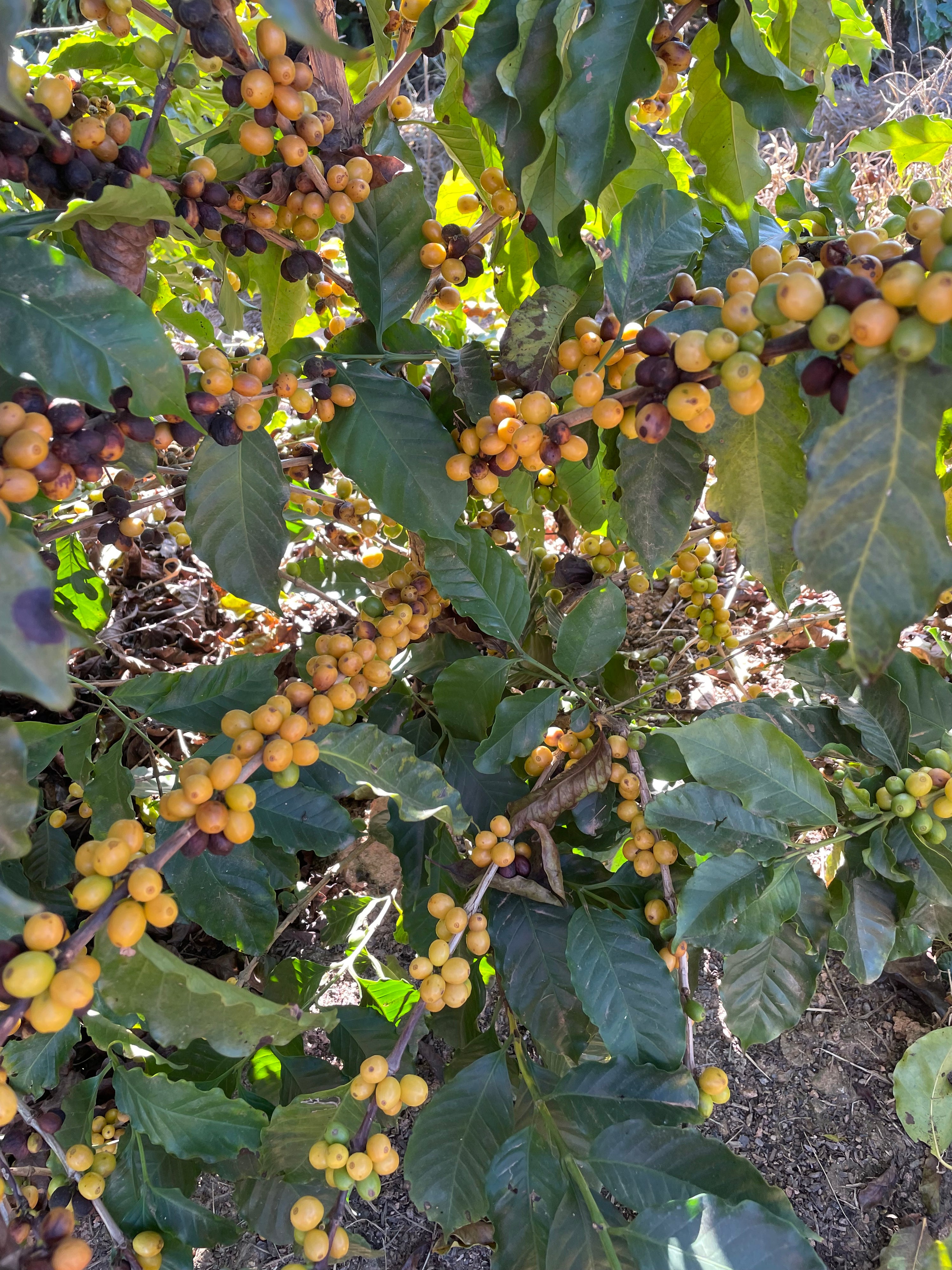 Brazil Women in Coffee