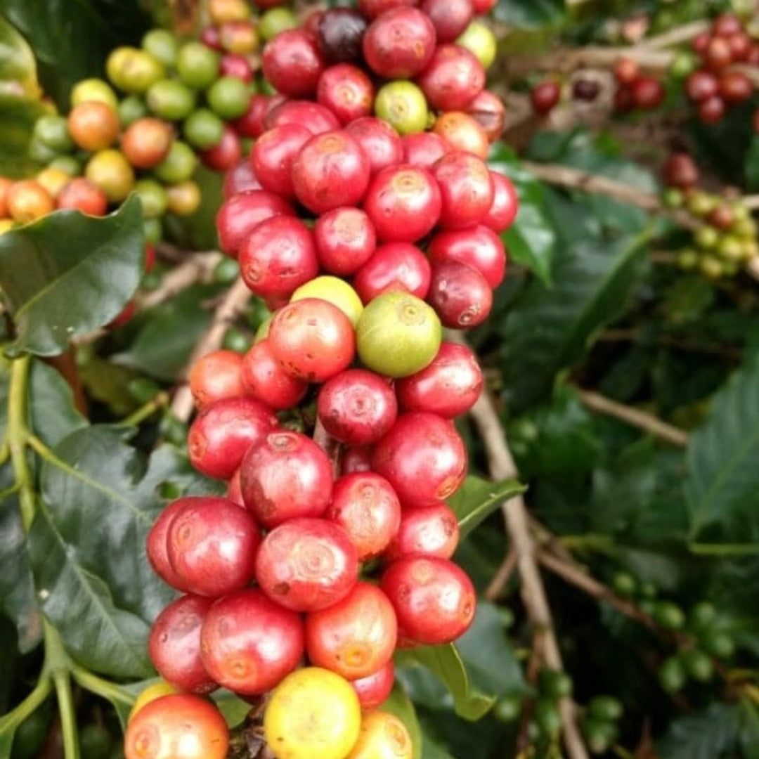 Brazil, Sítio Cajarana, Natural