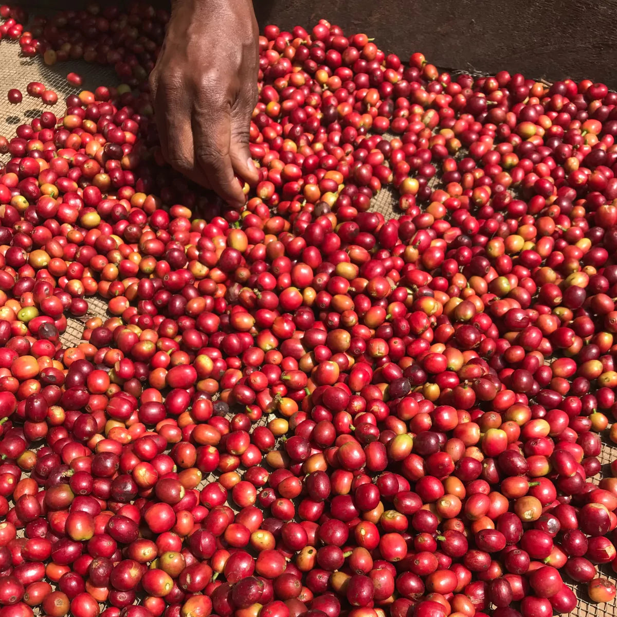 "Fruit Bomb" | Ethiopia Bule Hora