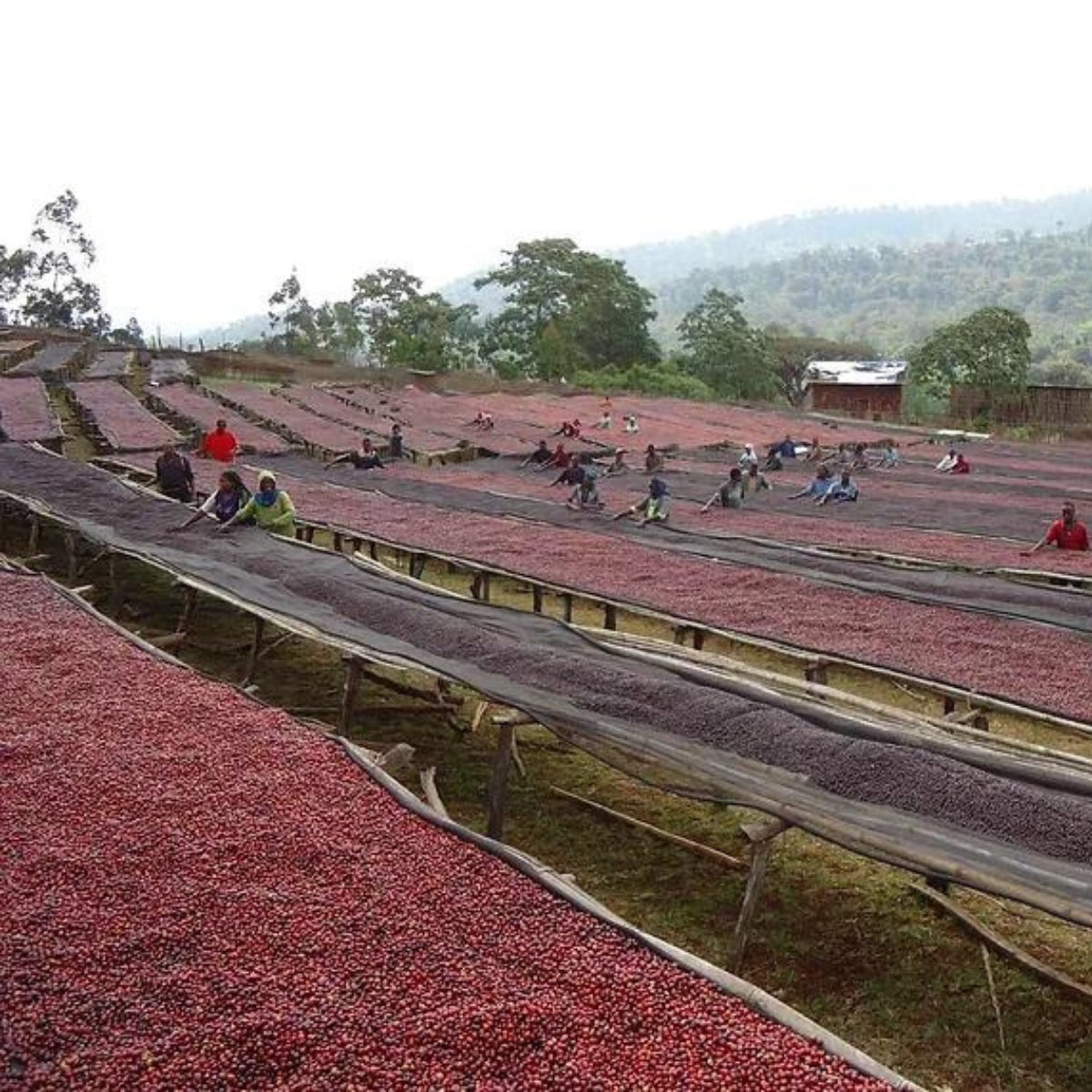 Ethiopia, Yirgacheffe Koke, Natural