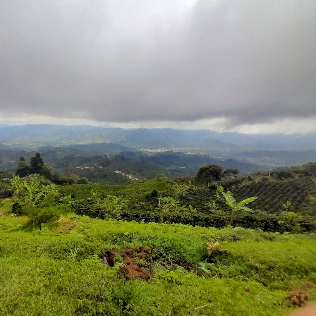 Colombia, Madre Maria, Washed
