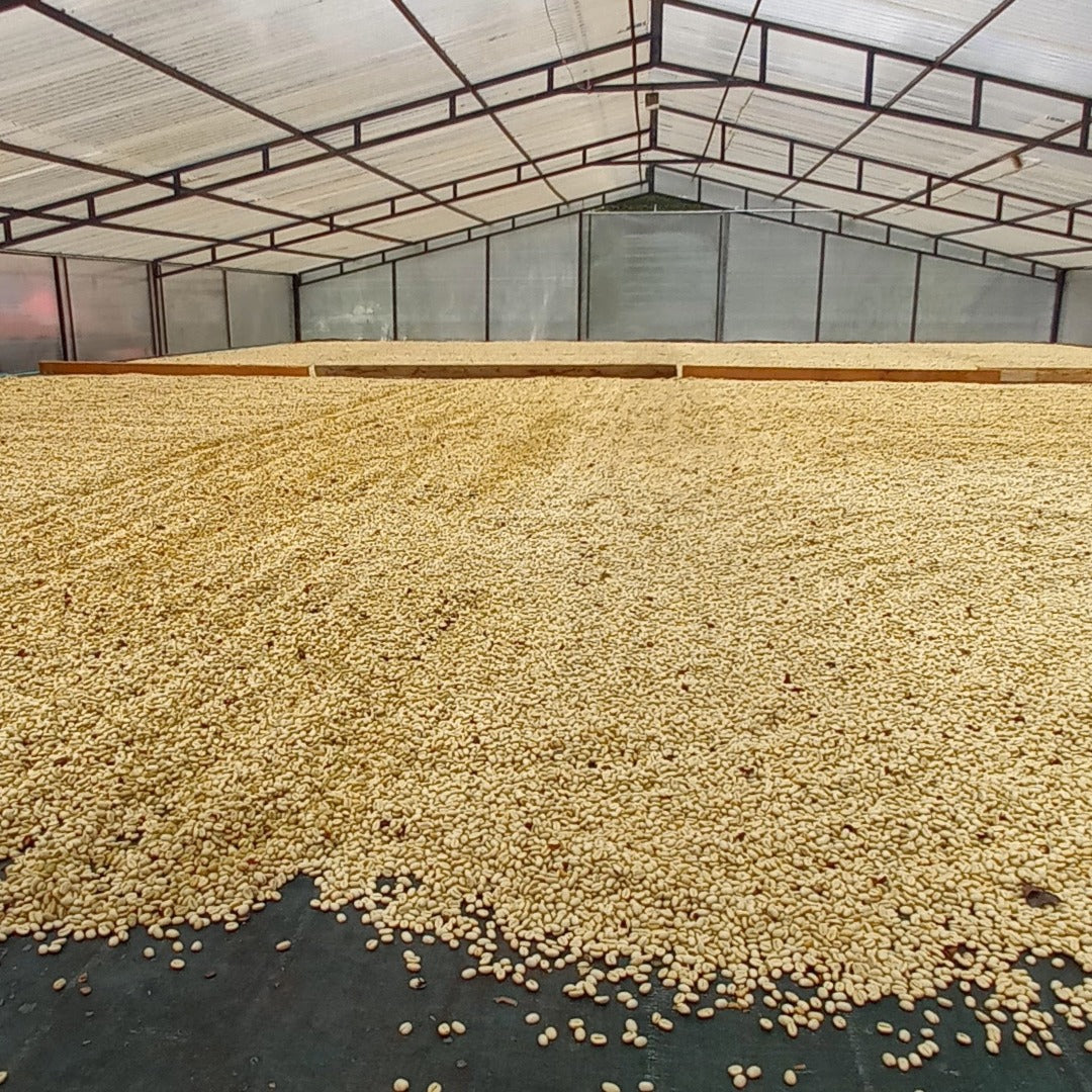 Colombia, Madre Maria, Washed