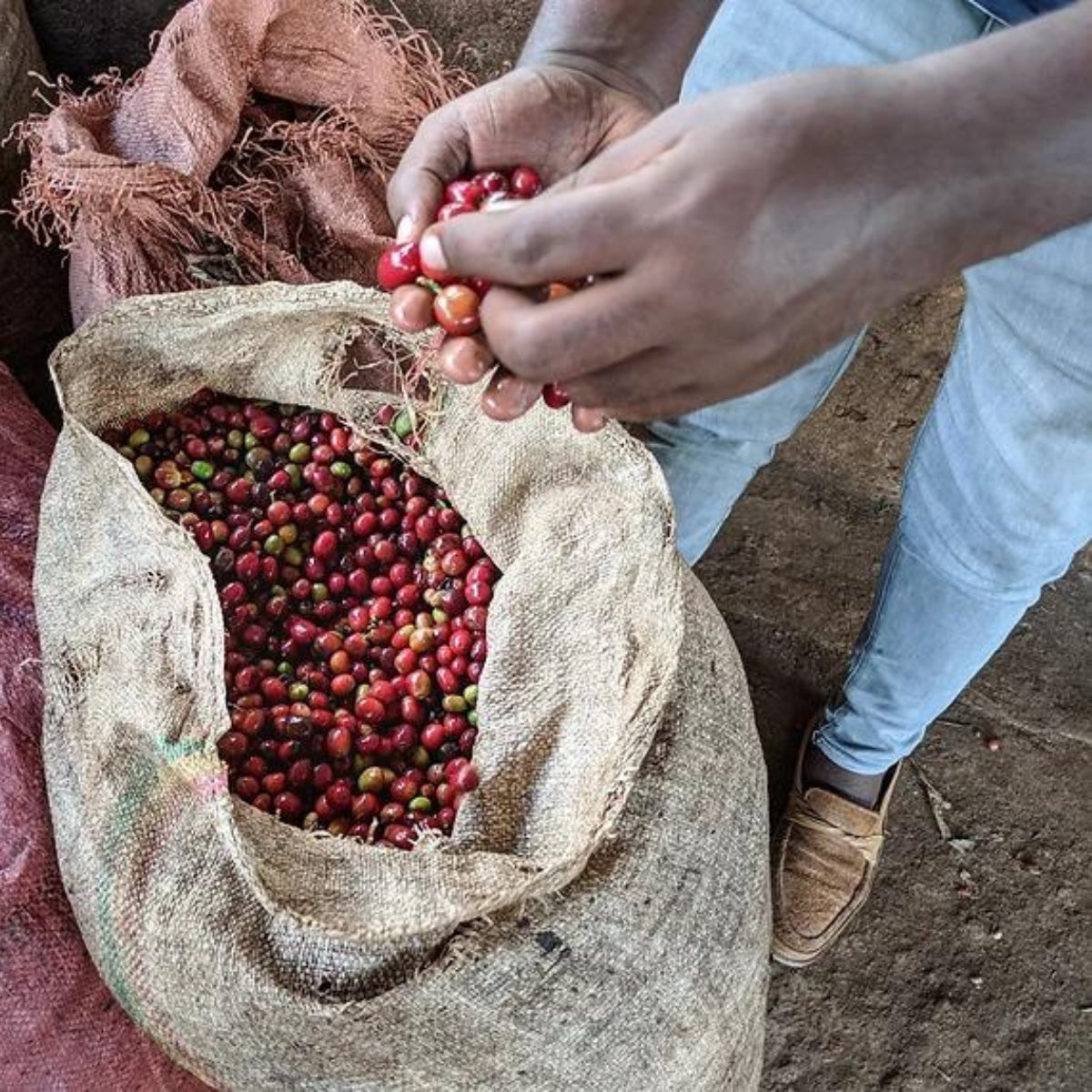 Ethiopia, Yirgacheffe Koke, Natural