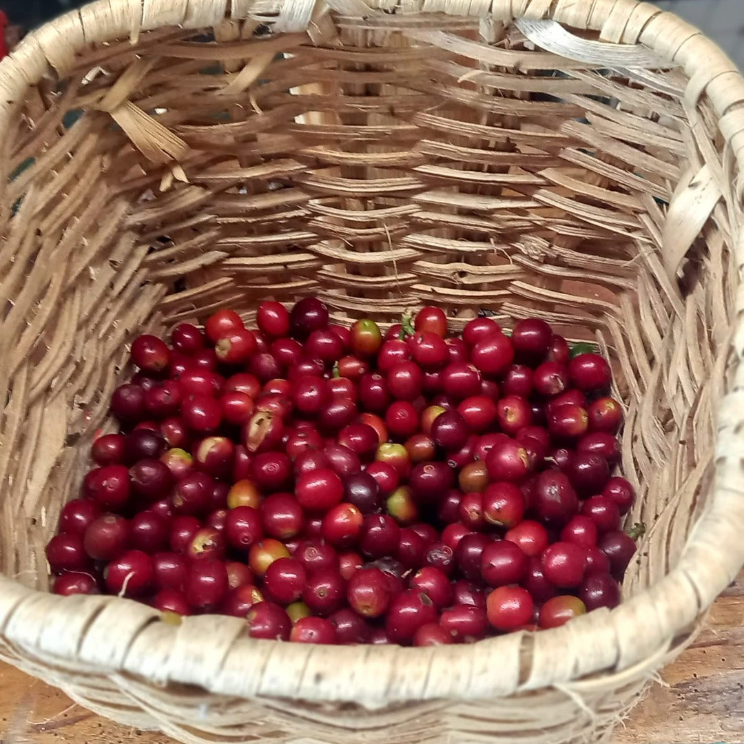 Colombia, Madre Maria, Washed